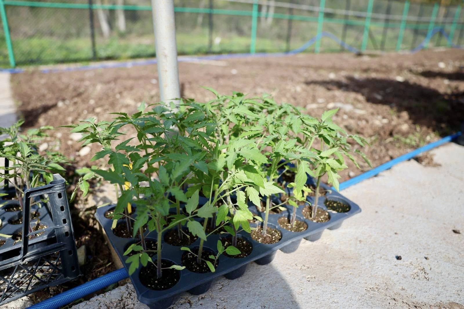 Körfez Belediyesi İlimtepe'de Ata Tohumu Üretim Alanı Oluşturdu