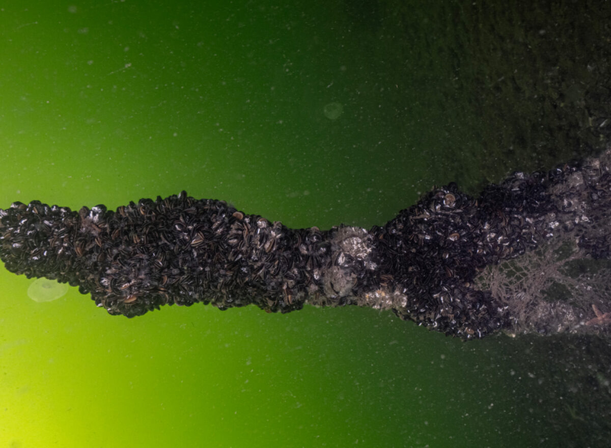 İzmit Körfezi’nde Dip Çamuru Temizliğiyle Deniz Canlıları Geri Döndü